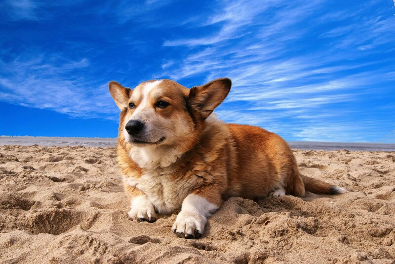 Corgi na praia