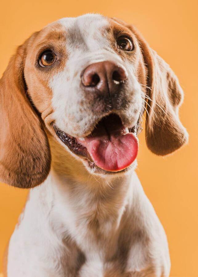 Pet